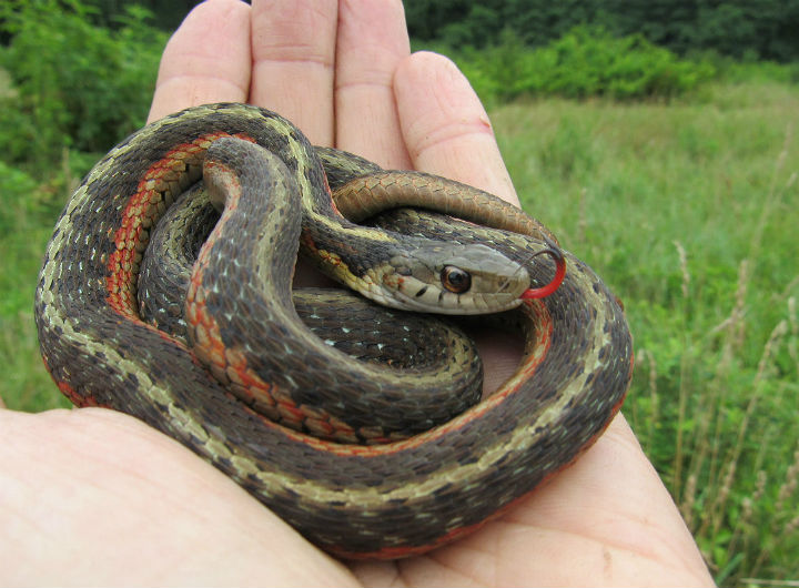 Eastern Garter Snake